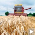 Слабији род пшенице у Србији 