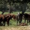 Заражени коњи у Хрватској
