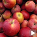 Мање јабука за извоз у Русију