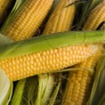 Већи део рода кукуруза употребљив