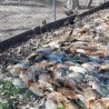 Пси луталице усмртили 500 фазана