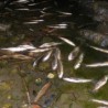 Помор рибе у Зворничком језеру