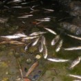 Помор рибе у Зворничком језеру