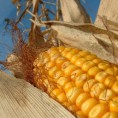 Контаминиран кукуруз из Србије