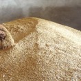 Србија није извезла токсичну пшеницу 