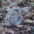 Шумске сове у Овчарско-кабларској клисури