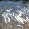 Помор рибе у Јабланици