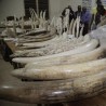 Ухапшен трговац који је убио 10.000 слонова