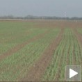 Никла пшеница на огледном пољу у Панчеву