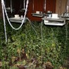 Белгија, ватрогасци нашли плантажу марихуане