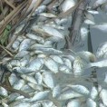 Помор рибе у језеру код Јагодине
