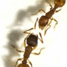 Нова врста: „Нинџе“ међу мравима!