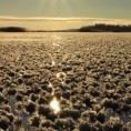 Финску „преплавила“ поља замрзнутих цветова
