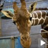 Убили жирафу због европских закона