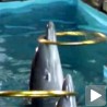 Свадбена звона за црноморске делфине