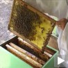 Жене које пчеларство чувају од заборава