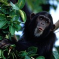 Шимпанзе комуницирају покретима!