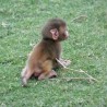 Први мајмун рођен у Јагодини