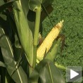 Рекордaн принос кукуруза