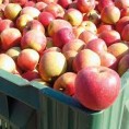 Лопови убрали и украли 20 тона јабука