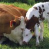 ДНК краве указује да ли је млеко за пиће или сир