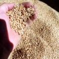 Спречен шверц две тоне пшенице