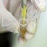 Ебола, надзор над 708 особа у Србији