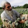 Авганистан, рекордна производња опијума