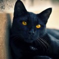 Вандредно стање за црне мачке у Будимпешти