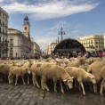 Овце на улицама Мадрида
