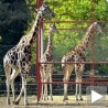 Две жирафе се доселиле на Палић