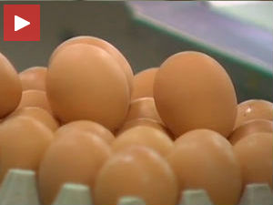 Контрадикторни извештаји о исправности јаја