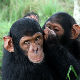И шимпанзе мењају нагласак!