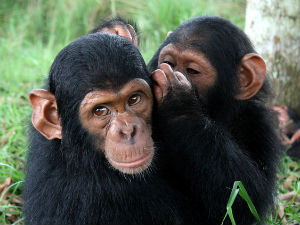 И шимпанзе мењају нагласак!