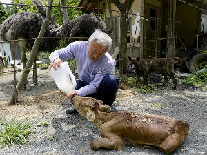 Вратио се у Фукушиму због животиња које су сви заборавили
