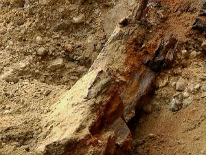 Палеонтолози настављају истраживање у Блацу