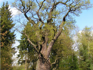 Пропупио запаљени пољски храст стар 750 година