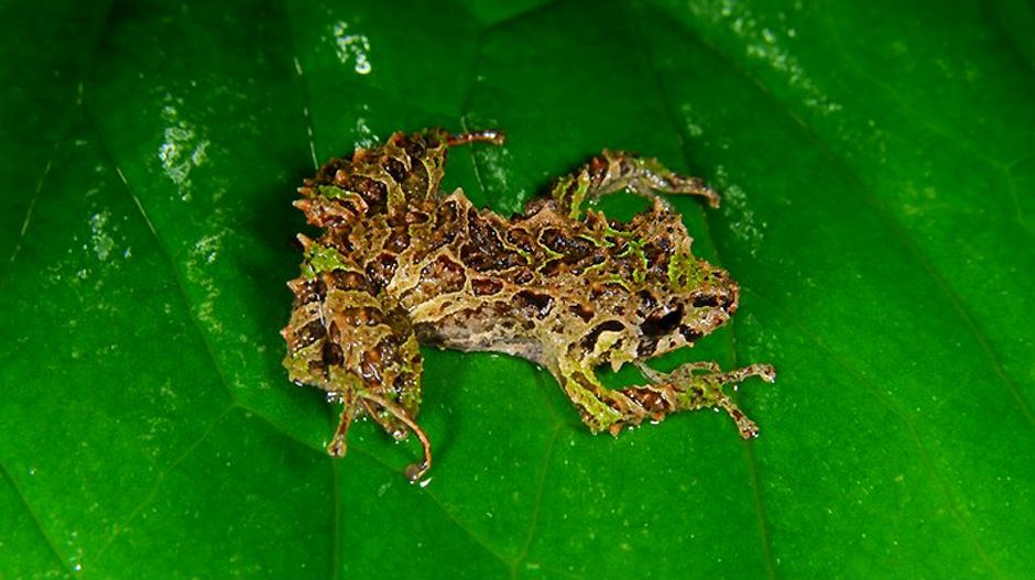 „Трансформерс“ жаба пронађена у шумама Еквадора
