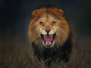 Фотограф овог лава једва извукао живу главу