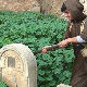 Џихадисти уништавају хришћанске гробове