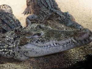 Крокодиле враћају из Стокхолма на Кубу