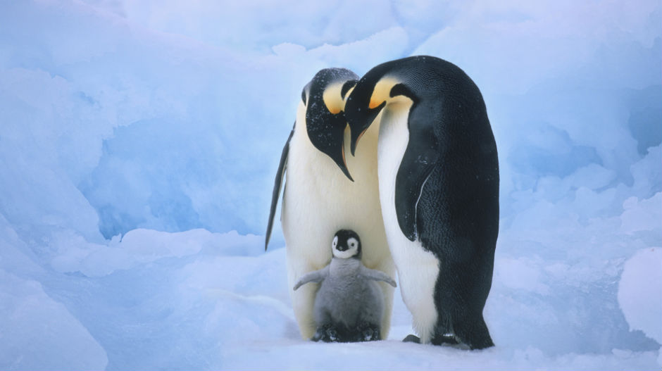Данас је Дан пингвина