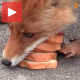 Лисица прави сендвич