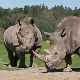 Афрички носорози нови амерички „имигранти“?