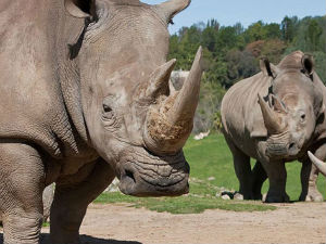 Афрички носорози нови амерички „имигранти“?