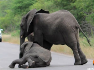 Слонови никада не остављају своје