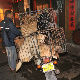 Кинескиња спасила 100 паса од  фестивала псећег меса