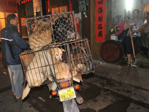 Кинескиња спасила 100 паса од  фестивала псећег меса