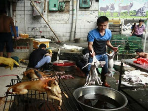 Одржан фестивал псећег меса на југу Кине