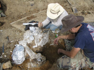 Пронађен фосил слона стар седам милиона година